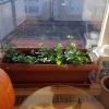 A row of freshly-potted ivy plants sitting in the sunlight of a window