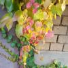 A cluster of vines along a brick wall shining in various shades of green, yellow, orange and red