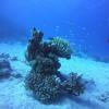 View of the Red Sea coral