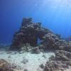 Red Sea coral reef