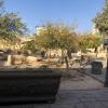 The Umm Qais museum contained trees I have never seen before