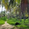 Part of the forest that we hiked through; there were monkeys, sloths and crabs!