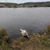 Meet Marshall, my host family's dog. He loves playing fetch in the lake near the "dacha"!