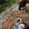 Our plentiful harvest! What kind of fruits or veggies would you grow at home if you could?