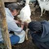 We had to wake up at 6 a.m.to milk goats like this one, just as some locals do every morning!