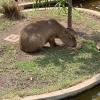 Capybaras are the newest addition to this zoo 