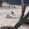 There were some female kangaroos laying around 