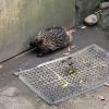 Short-beaked echidna are all around Australia