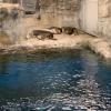 Arctic seals in Australia were interesting to see since the weather is not suitable for them 