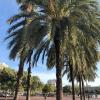 More palm trees from Barcelona