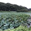Lotus flowers in a pond that are not in bloom.