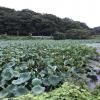 Lotus flowers in a pond that are not in bloom.