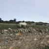 I am not sure if this horse is wild or not, but it was eating grass on one of the cliffs