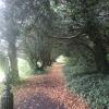 A brilliant green walking path on the Howth Castle grounds