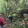 This forest reminded me of the movie Jumanji