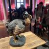 The bird called the dodo, from an island in the Indian Ocean, went extinct only after Europeans started hunting it for food