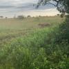 Our tour guide said we had a 1% chance of seeing a lion, and we did!