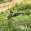 This is the biggest crocodile I've ever seen! A little spooky!