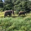 Some sweet members of an elephant family 