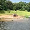 Hippos love to stay in water all day and can hold their breath up to five minutes!