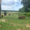 These are warthogs; also known as Pumbaa, from The Lion King