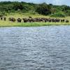 Here is a herd of female water buffalo; they separate themselves by gender-males stay in groups of 10 and females group themselves with around 30