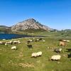 Herds of sheep and cows wander freely around the lakes.