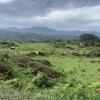 We saw so many cows on this hike!