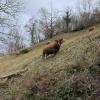 This cow slipped while he was walking and almost fell down the hill