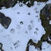 These prints were left by a "rebeco"--a very typical animal in Northern Spain, similar to a deer