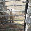 Pag is famous for its sheep cheese, and there are many sheep, goats and lambs on the island