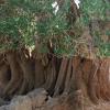 Here's the ancient olive tree. If you look closely, you'll notice the leaves at the bottom look like they’ve been cut straight, but that’s just from the sheep grazing on the olive tree’s leaves as far as they can reach