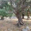 The island of Pag is filled with olive trees and groves