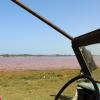 This is in Lac Rose, one of the most popular tourist destinations for visitors; an abundance of salt is what gives the lake its pink hue and locals in the area harvest and sell it