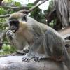 Here is a monkey at the Bijilo Monkey Park in Gambia, which is technically a different country than Senegal, but is completed enveloped by it and shares many of the cultural norms (including the Wolof language)