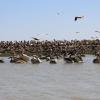 There is huge bird sanctuary in Saint Louis, called Djoudj National Park with thousands of birds (and even a few alligators!) at the park