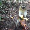 Local monkey enjoys a banana!