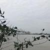 A view of Guayaquil in the distance from Isla Santay. This island has lots of mangroves that people are working hard to restore and protect.