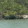 At other times, it is clear that action needs to be taken. Lots of people must come together to clean up mangroves such as this forest on Isla Puna. 