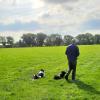 Farmer's sheep dogs at the ready to spring into action at any moment if signaled