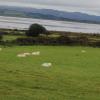 Sheep from different farms identified by different color patches