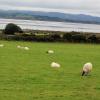 Farmers sometimes spray patches of color on to their sheep to identify their animals from other farmers' sheep in shared fields