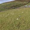 All of these sheep's fleeces (what their "wool coats" are called) will be used for various products like coats and mittens