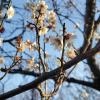 Plum blossoms