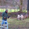 Here is a farmer with his sheepdog rounding up a couple of his sheep nearby