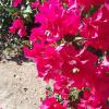 During the Spring, the neighbohood is filled with pink bouganivellea flowers in bloom 