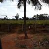 Grapes being grown on a farm. Nandi Hills has some of the best wine in all of India!