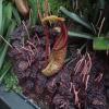 Pitcher plant, a carnivorous type of plant