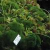 Venus flytraps, another type of carnivorous plant