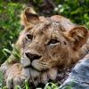 A lioness taking an afternoon rest